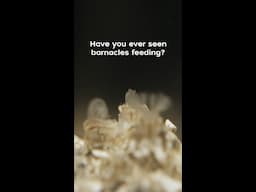 How do barnacles EAT?