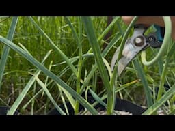 Don't Throw Away Your Garlic Scapes!
