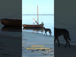 She’s 2,350 km From Home – Moonlight Returns #shorts