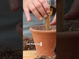 More plants for free! Increase your dahlias with this simple hack #gardenhack
