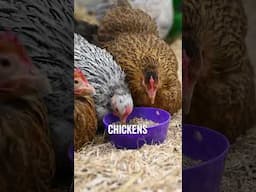 These chicks have THREE mums?!