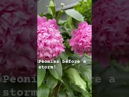 What it’s like before a rain storm ☔️🌧️☔️ #garden #peonies