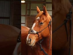 The Most Impressive Horse Tack