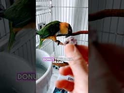 Maui Caique’s Donut Tantrum😱 #parrots #cuteanimals #caique
