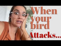 Galah Attack | Watch How We Defuse The Situation