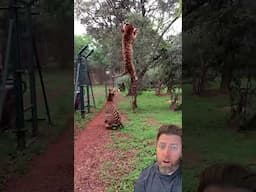 Crazy Tiger Athleticism