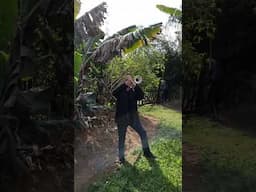 Vamos produzir,frutos de louvor   Hino 74