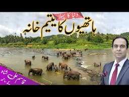 World's First Elephant Orphanage | Pinnawala Elephant Orphanage | @QasimAliShahOfficial  | Vlog