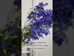 Condition your delphiniums like a pro — quick tips for fresher, longer-lasting stems!