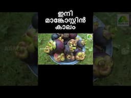 നല്ല ഫ്രഷ് മാങ്കോസ്റ്റിൻ ഇവിടെയുണ്ട്! ഇതാ 4 ഏക്കറിൽ വിളഞ്ഞു നിൽക്കുന്ന  മാങ്കോസ്റ്റിൻ തോട്ടം