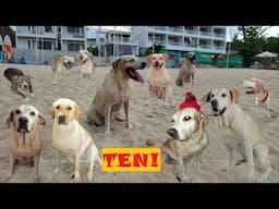 Senior Dog Celebrates An Amazing Journey!
