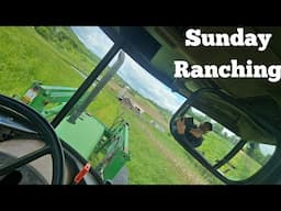 Rain Finally Stopped!!! Cows On The move