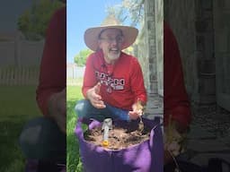 Planting Sweet Potatoes in a Grow Bag. Garden Experiment