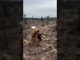 Good dog! HUGE moose antler!