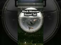 GUPPY HITAM ROUND TAIL #guppy #ikanhias #sorts