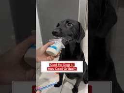 Curd For Dogs 🦮 - How Good Or Bad❓