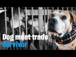 Sami's life before and after a dog meat farm
