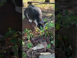 Curious cat vs snake #nature water snake. #snakes #funnycats #snake #snakevideo #funny