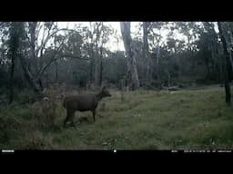 Wild Deer Overload! May Monthly Mashup 2025