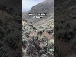 WHAT IS THAT? 🤔