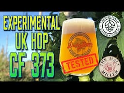 Experimental UK Hop CF373 Tested and Reviewed!