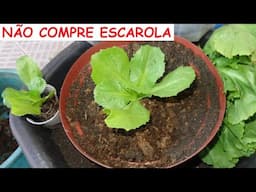 NÃO COMPRE MAIS ESCAROLA NO MERCADO. QQER UM PLANTA EM CASA FÁCIL ATÉ EM VASOS