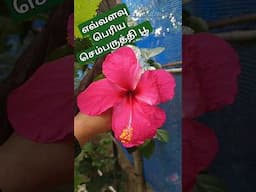 🌺🌺எவ்வளவு பெரிய செம்பருத்தி பூ #shorts #gardening #hibiscus#nature