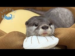 Mom Otter Unable to Sleep Because of Her Naughty Kids!