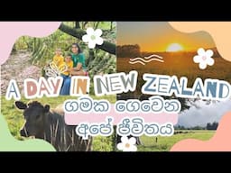 Village life in New Zealand/ නවසීලන්තයෙ ගමේ ජීවිතය#nzlife #newzealand #life #nature