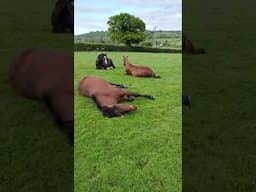Cómo Duermen los Caballos, REALMENTE ￼