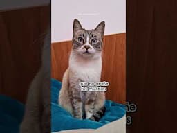 te gustaria tener un gato que no arañe tus muebles? entonces haz esto 🐾😹🫵