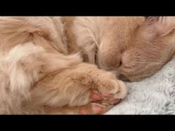 😂 Cutest & Funniest Cats and Animal Moments 😸🐶 | 🥰🤣 Ultimate Funny Compilation 732