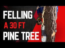 How to Safely Fell a 30-Foot Pine Tree | DIY Guide with Proper Tools & Safety Gear