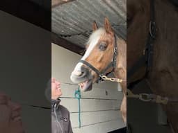 SMILE 😃 #horse #equestrian #funnyvideo #shorts