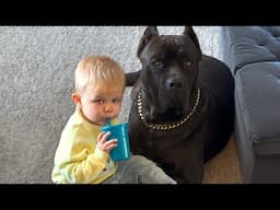 When Your Baby Grows Up With His 125-Pound Cane Corso🐶