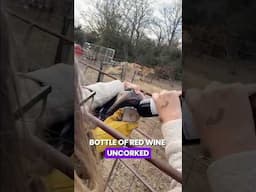 Why Got Our Cow Drunk
