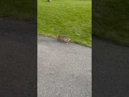 🐰Our bold new rabbit neighbour #lifeincanada #wildlife #rabbit #montreal #peterrabbit