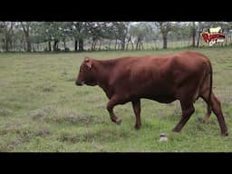 Temantipa Beefmaster, Xilitla Huasteca Potosina Episodio 1