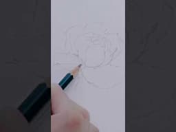 Draw a rose with me! #flowerdrawing #botanicaldrawing #howtodraw