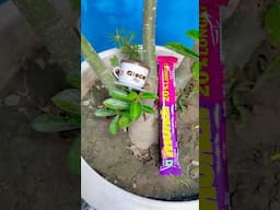 Chocolate Cup ☕️ & Munch Chocolate 🍫 #reels #shorts #chocolate #ytshorts