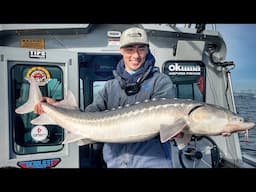 The LARGEST FRESHWATER Fish in California