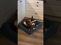 90 seconds of #PuppyPlay to help you get through the rest of your day