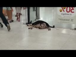 Pregnant Dog Abandoned At Supermarket, Desperately Waiting For Owner To Return To Pick Her Up
