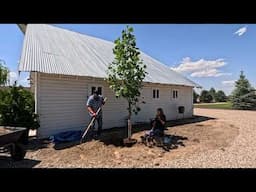 Planting Out Flower Seedlings, a Tulip Tree + A Hoselink vs. Vego Hose Reel Comparison! 🌸🌳💦