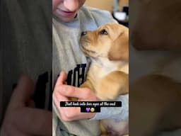 The moment a puppy and child connect for the first time 🥹