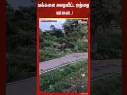 மக்களை அலறவிட்ட ஒற்றை யானை.. #shorts #elephant #people