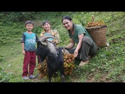 Lead the calves to pick fruit and bring it back to sell, take care of the animals on the farm