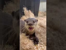 Otter Snack Time - Cincinnati Zoo #shorts