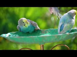 1 Hour singing budgies are the happiest birds in the world