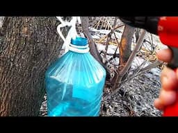 Кленовый сок в Сибири пошел раньше на полмесяца.
